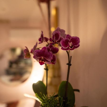 Studio Coeur De Ville Sanary Tres Cosy Parking Екстериор снимка